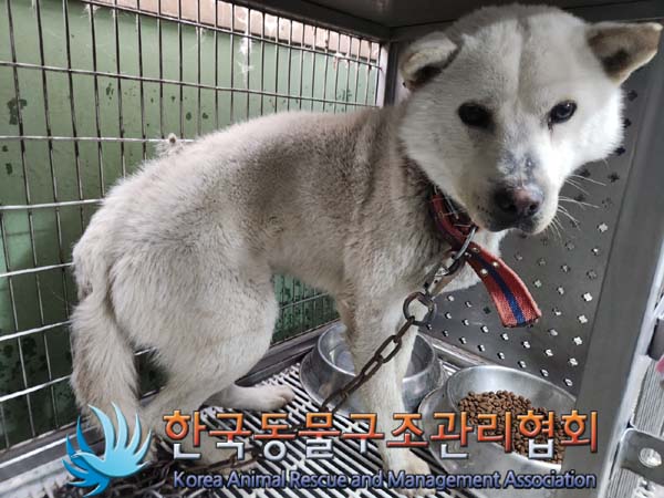종료(안락사) 믹스…